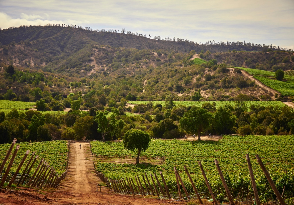 Viñedo de 170 hectáreas de Viña Casas del Bosque